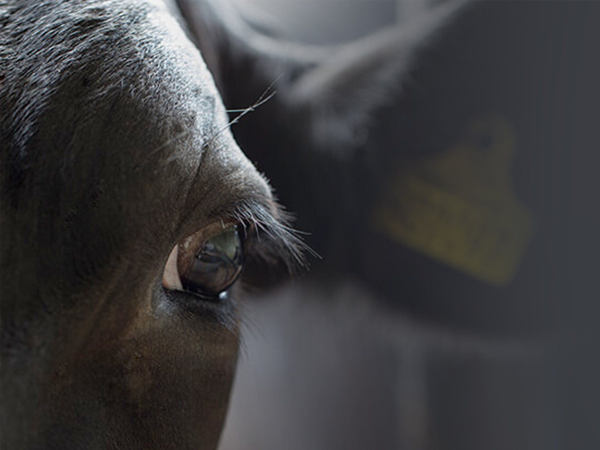 Baileycs created branding, imagery, digital & print marketing material and video content for ADF Milking