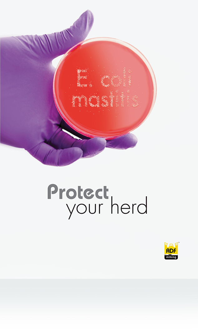 A person wearing purple gloves is holding a perta dish that has formed the words e. coli.