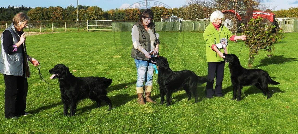 Best in Show Line Up Oct 2012