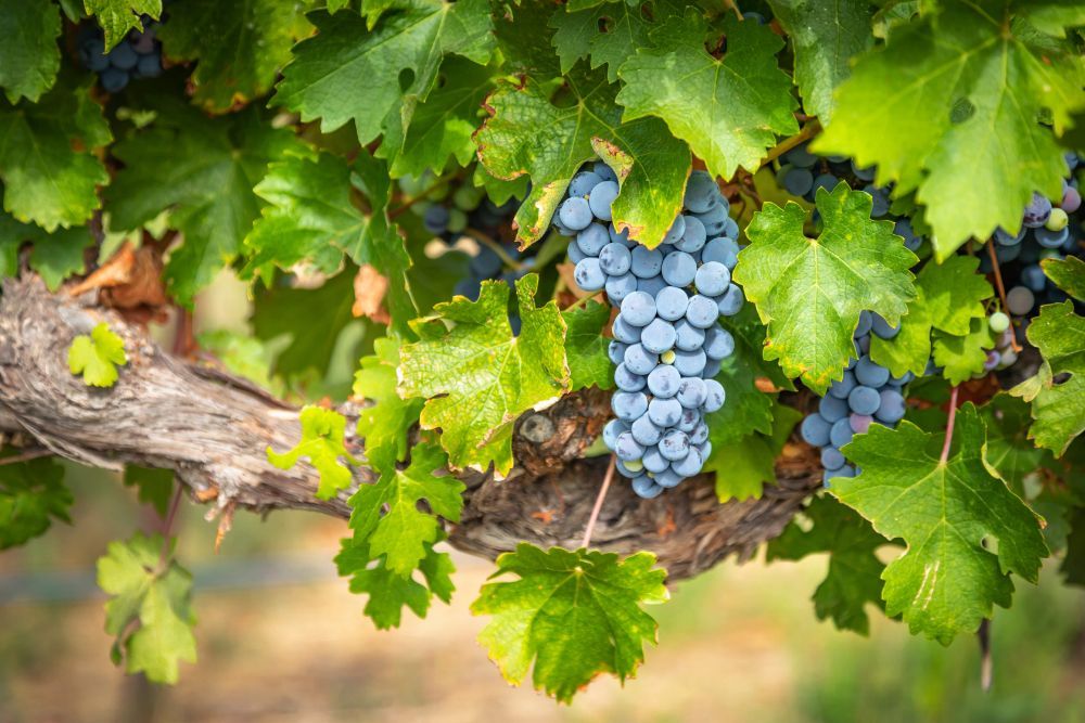 Grappoli di uva
