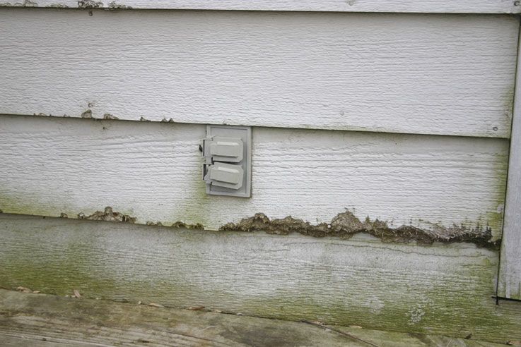 Damaged exterior siding with visible wood rot, peeling paint, and green mildew buildup near the bottom edge.