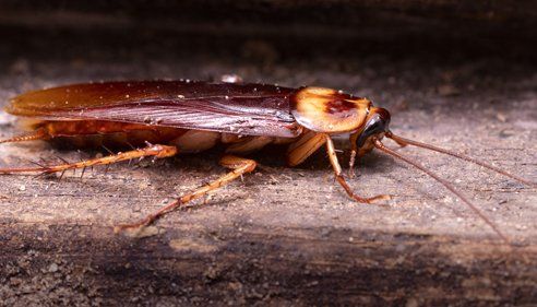 Cockroach on Wooden — Lewisburg, TN — McDaniel Pest Control