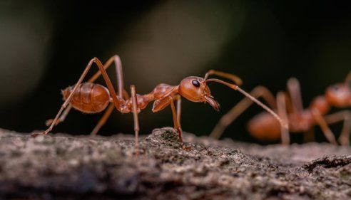 Red Ant — Lewisburg, TN — McDaniel Pest Control