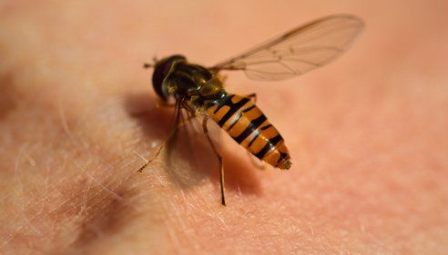 Yellow-Striped Hoverfly — Lewisburg, TN — McDaniel Pest Control