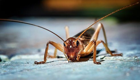 Brown Cricket Insect — Lewisburg, TN — McDaniel Pest Control