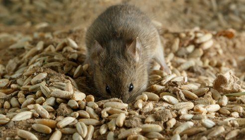 Small Vole Mouse Digs a Hole — Lewisburg, TN — McDaniel Pest Control