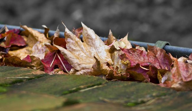 a dried leaves on the house roof gutter