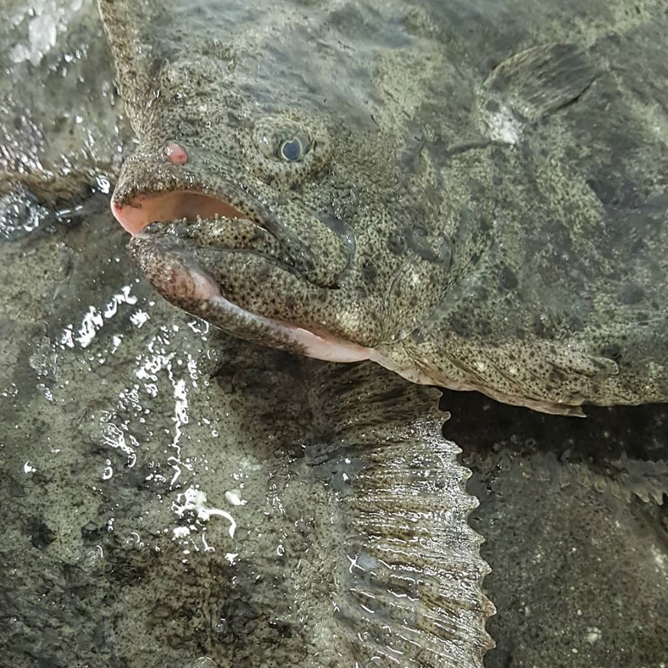 pesce