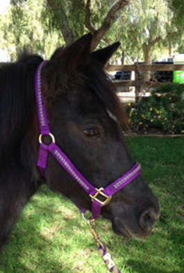 Black horse wearing a purple halter with gold hardware and a matching lead rope, outdoors.