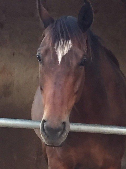 Brown horse with a white diamond-shaped blaze, looking forward over a metal rail.