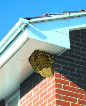 Wasp Nest