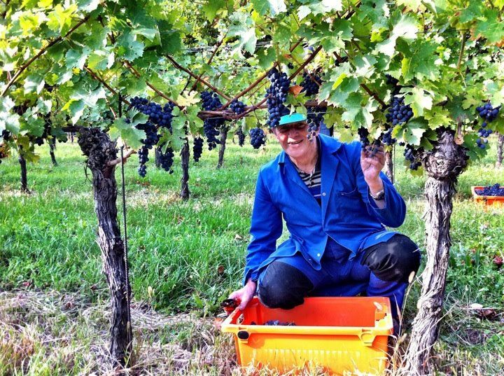 Beim Wein ernten