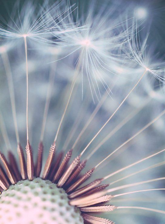 a cloud of dandelions