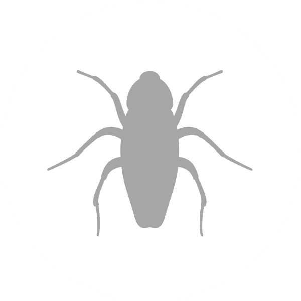 icon of a Cockroach