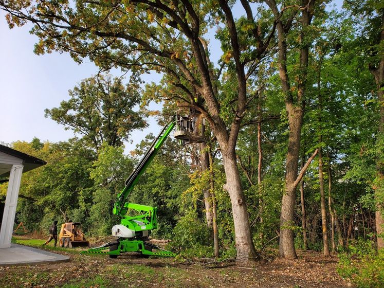 A green crane is cutting a tree in the woods.