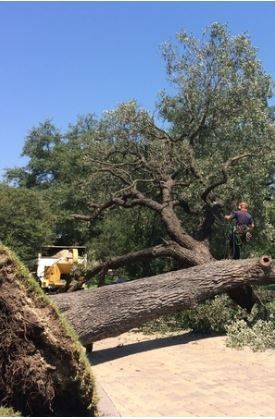 tree removal