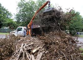 tree removal cost