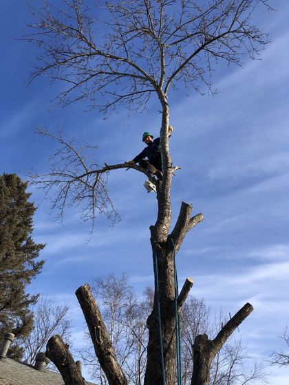 A man is climbing up the side of a tree.