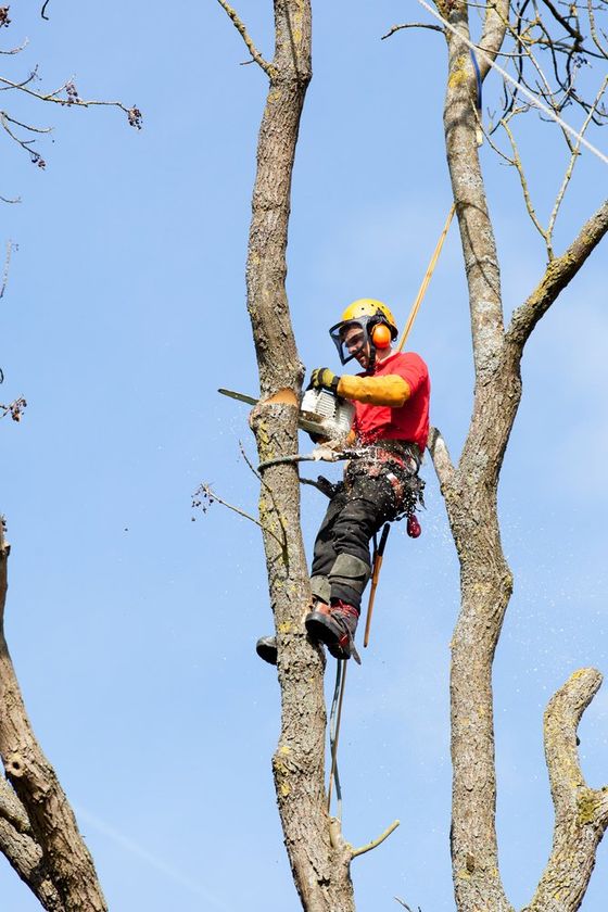 A man is cutting a tree with a chainsaw