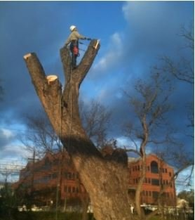 tree removal rosemount