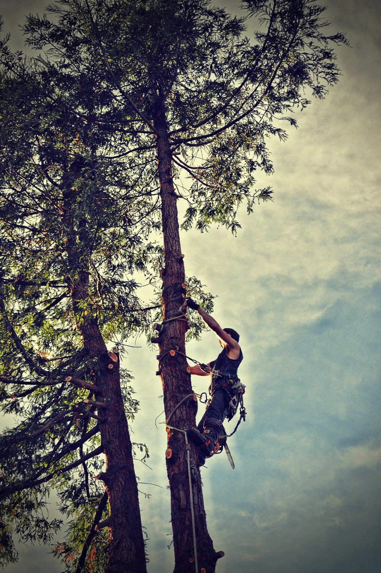 tree services minneapolis