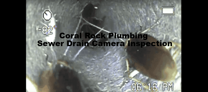 Roaches in my house Roaches in my house, roaches in sewer drain pipes, where do roaches come from,