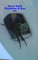 Blue Crab in toilet Blue Crab In Toilet, Backwater Valve in sewer line, no lid to a clean out