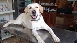 Dog at the Vet, Veterinary Services, Animal Care in Fontana, CA