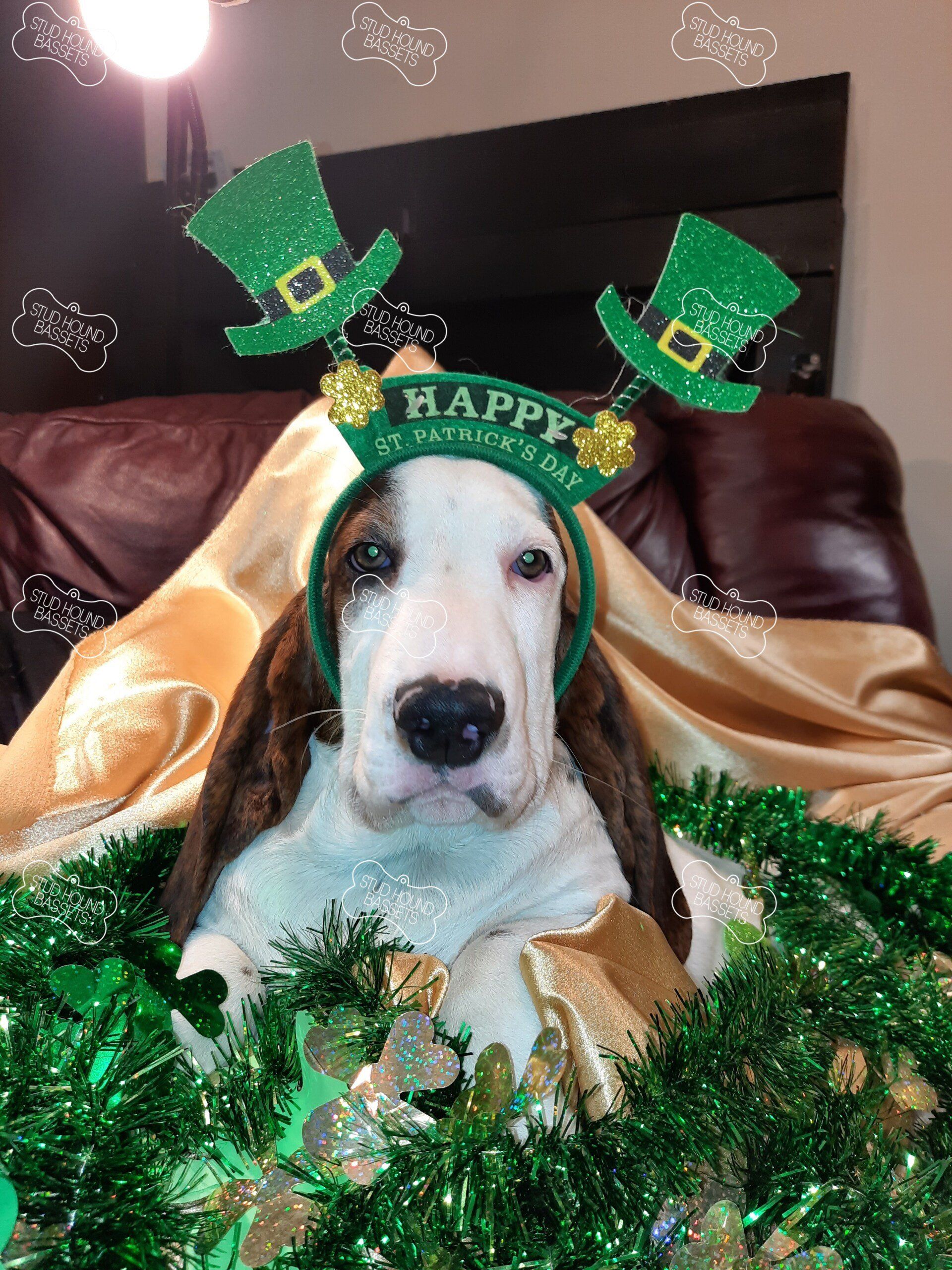 A dog wearing a headband that says happy st. patrick 's day
