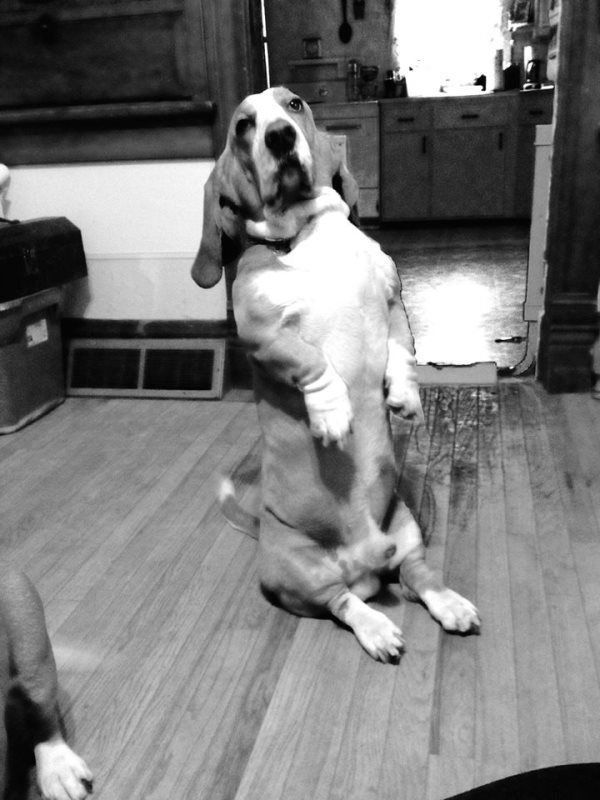 A basset hound standing on its hind legs in a black and white photo