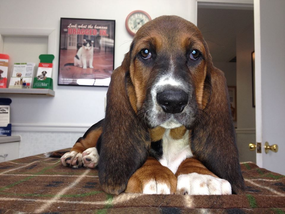 A basset hound is laying on a blanket and looking at the camera