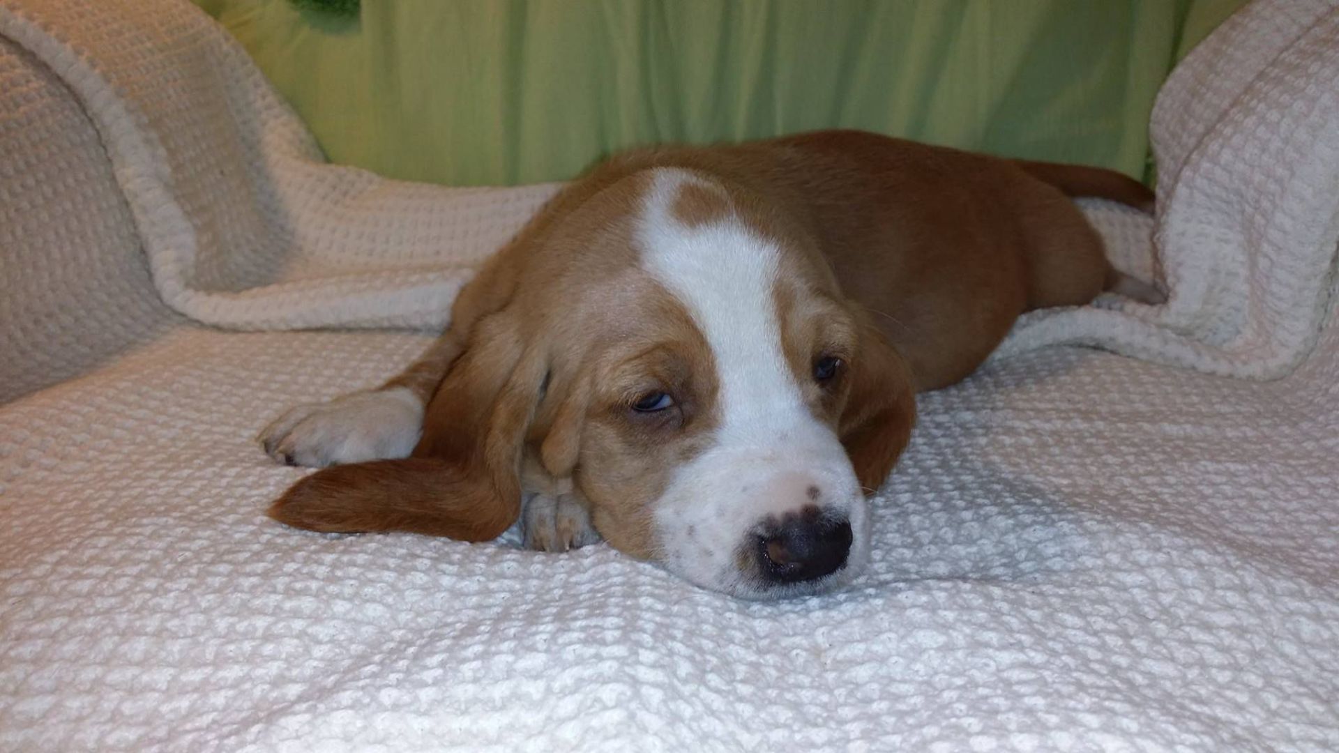 A brown and white puppy is laying on a white blanket on a couch.