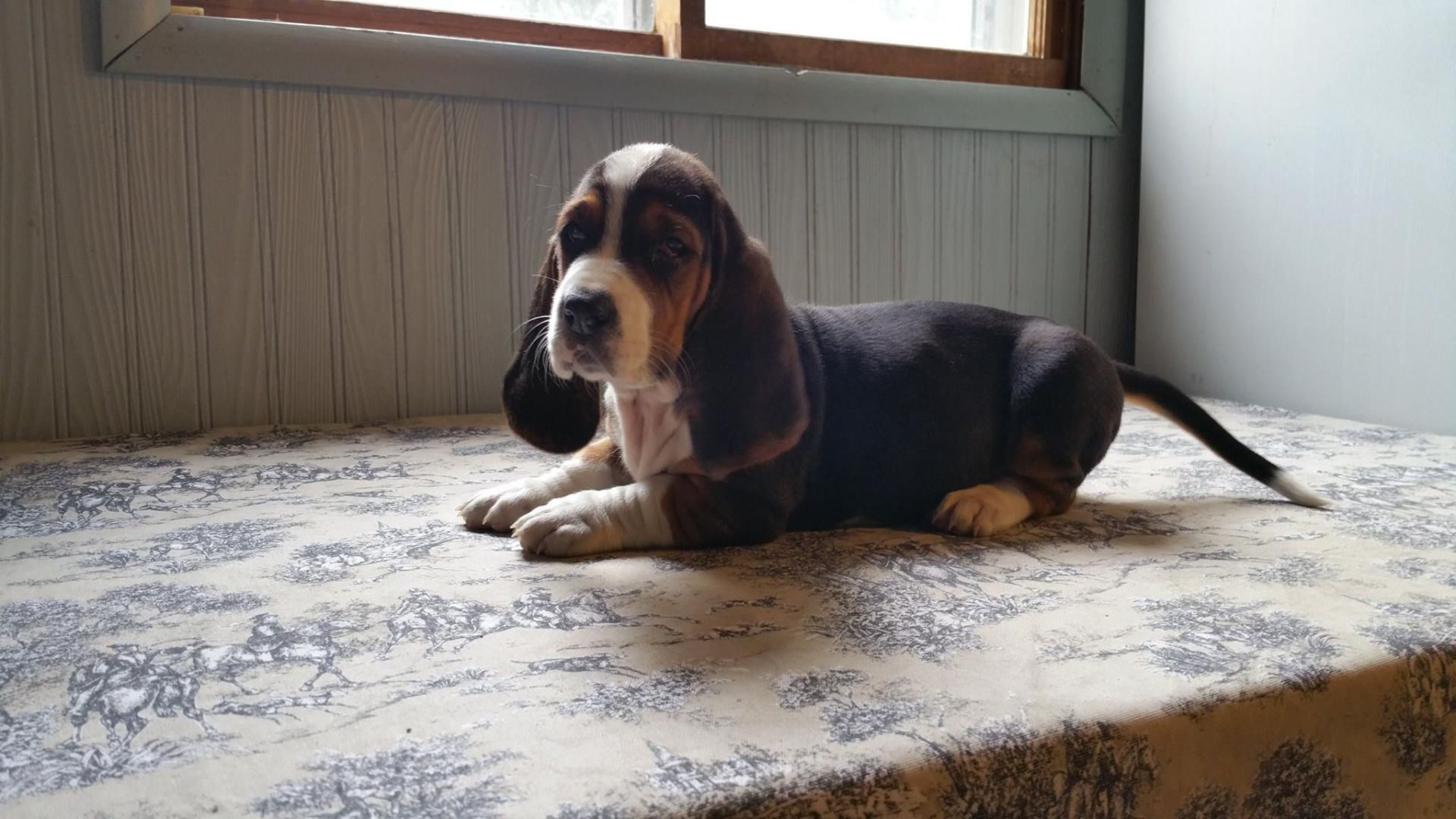 A basset hound puppy is laying on a bed in front of a window.