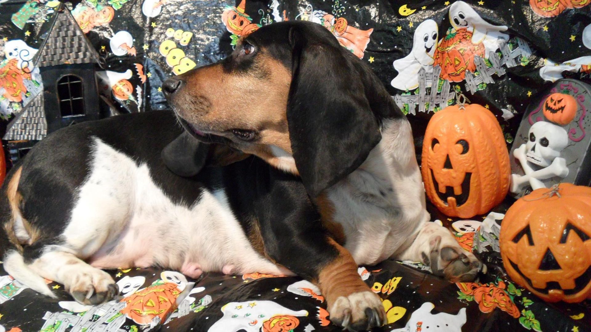 A black and white dog laying on a halloween blanket