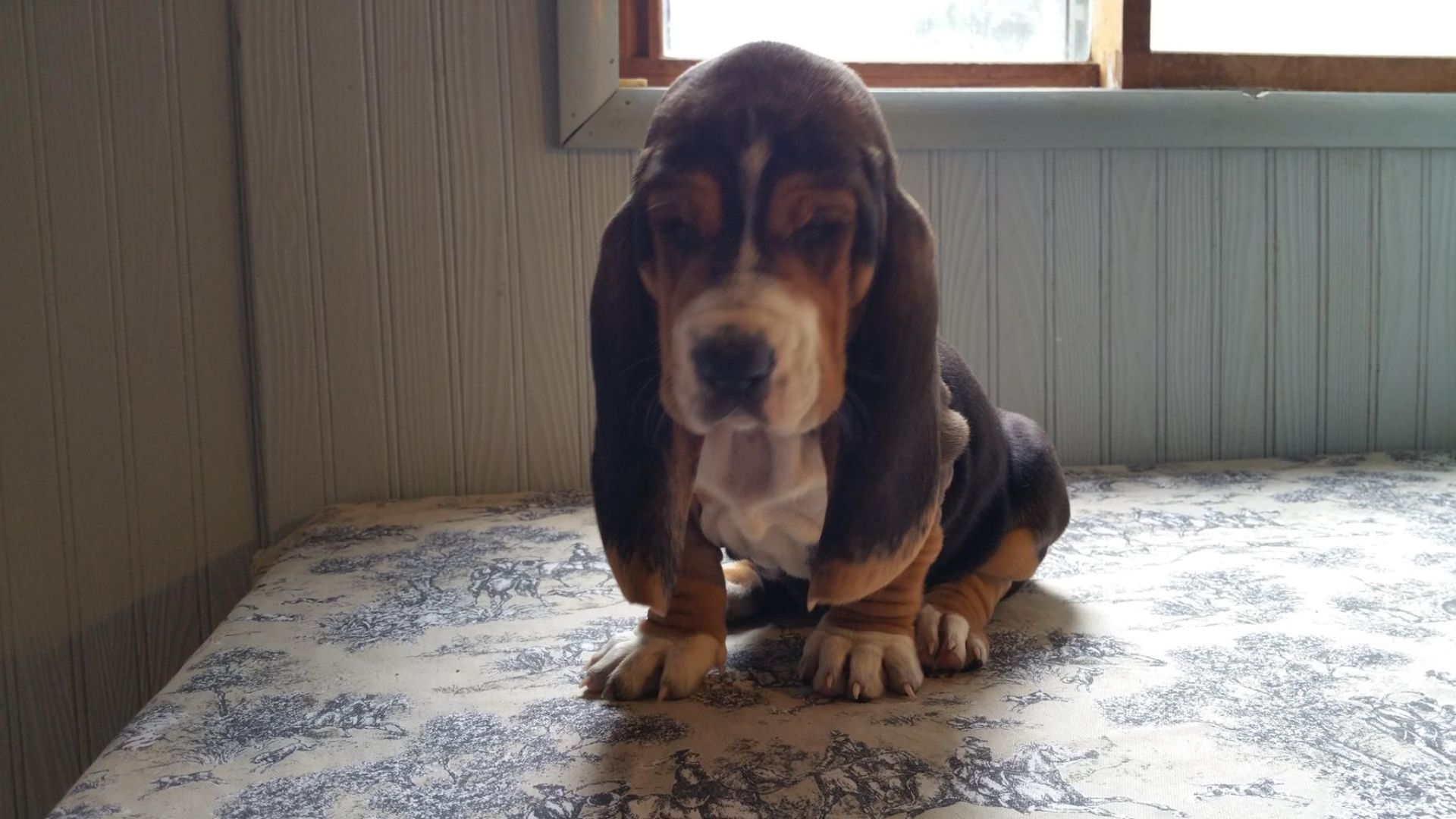 A basset hound puppy is sitting on a bed in front of a window.