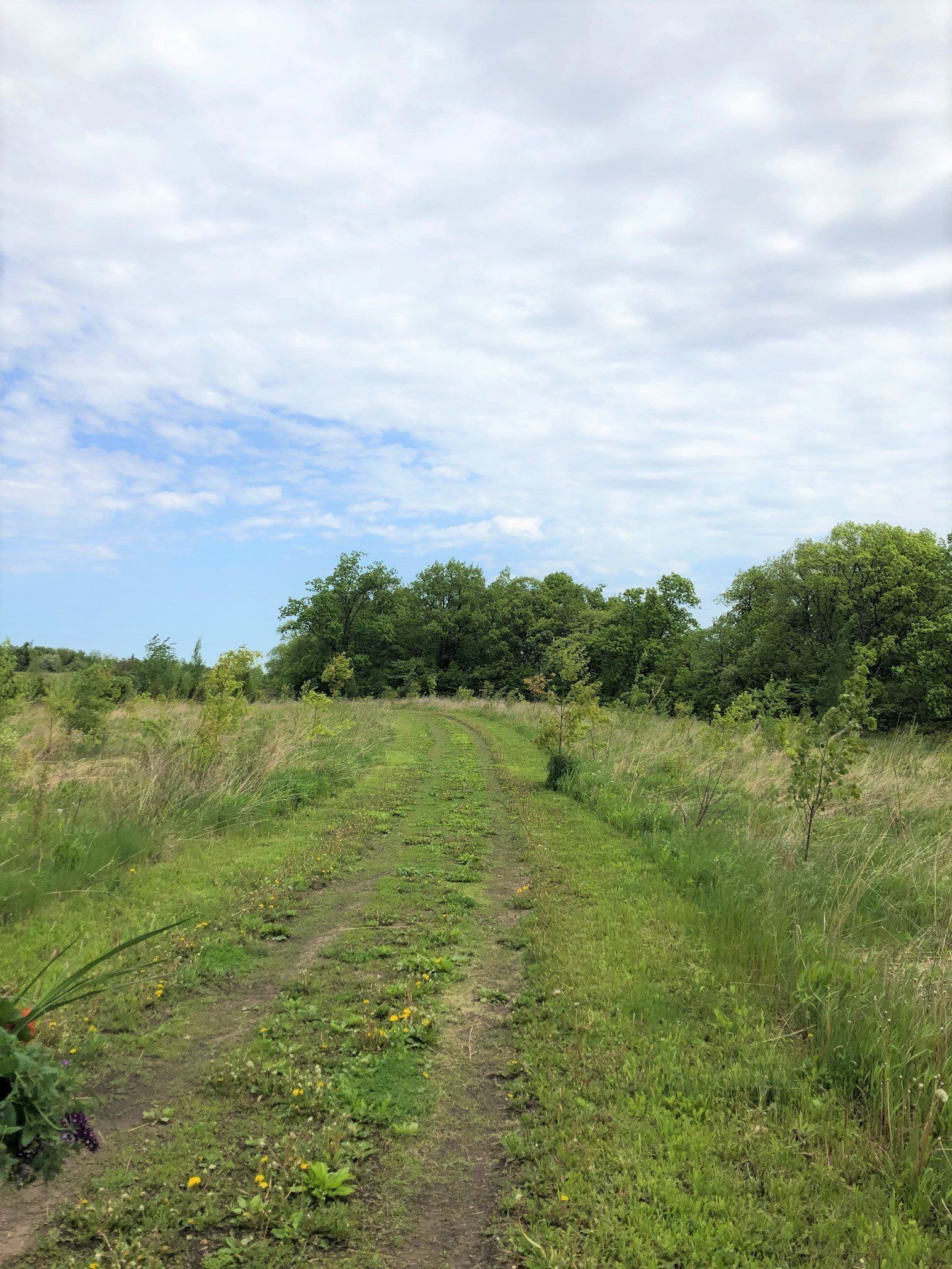 Smith's Memorial Grove
