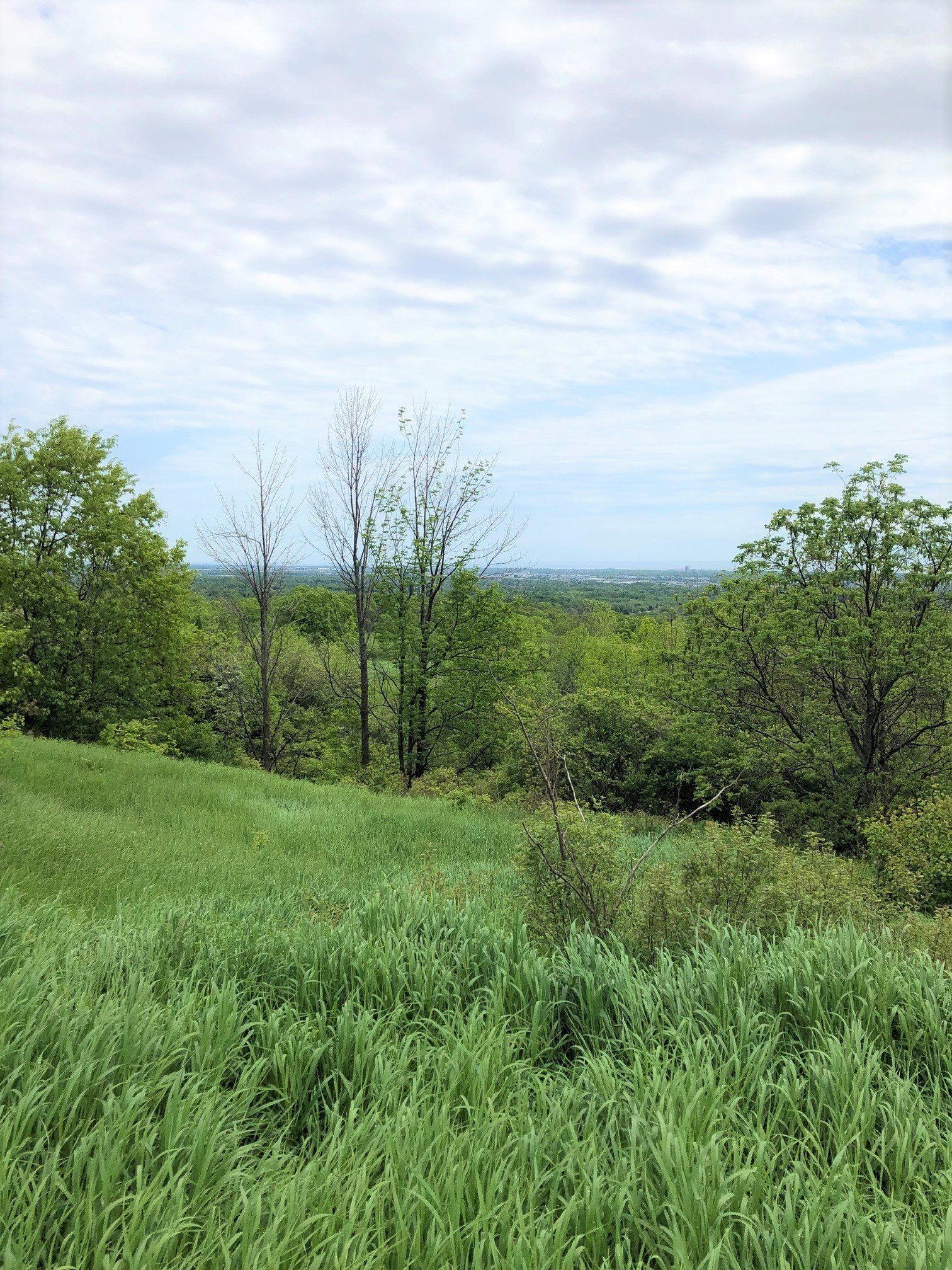Smith's Memorial Grove