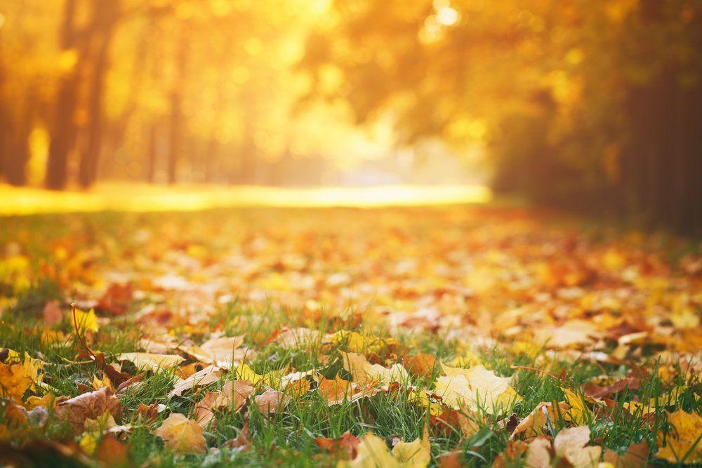 Design for Fall Season — Anaheim, CA — Interior Affairs