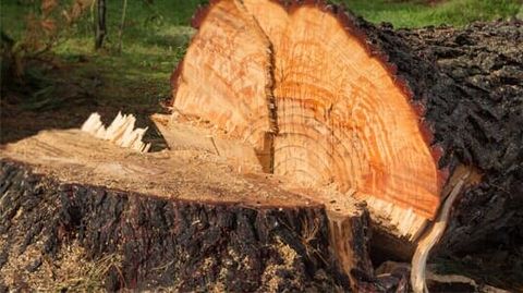 Tree log in a forest — Tree Removal in Lady Lake, FL Tree log in a forest — Tree Removal in Lady Lake, FL