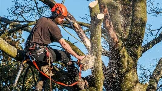 Worker cutting a tree — Topping in Lady Lake, FL Worker cutting a tree — Topping in Lady Lake, FL