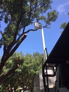 Cutting a Branches — Lady Lake, FL — Action Tree Experts