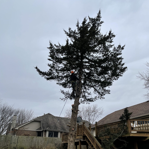 A man is climbing a tree in front of a house.