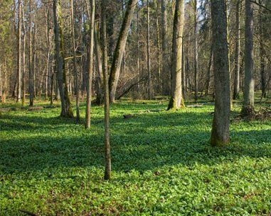 Ecological planning