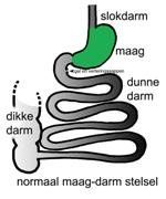 Diagram van het menselijke spijsverteringsstelsel, met de slokdarm, maag, dunne darm en dikke darm.