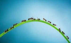 Carpenter ant extermination - Pest Control in Beaverton, OR Carpenter ant extermination - Pest Control in Beaverton, OR