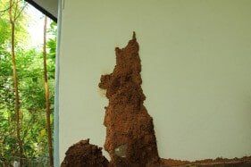 Termite Control - Pest Control in Beaverton, OR Termite Control - Pest Control in Beaverton, OR