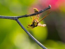 Pest Extermination - Pest Control in Beaverton, OR Pest Extermination - Pest Control in Beaverton, OR