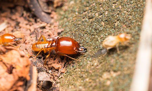 Termites Are on Stumps — Rogersville, TN — East Tennessee Pest Control Termites Are on Stumps — Rogersville, TN — East Tennessee Pest Control