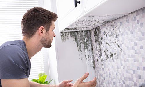 Man Looking At Mold — Rogersville, TN — East Tennessee Pest Control Man Looking At Mold — Rogersville, TN — East Tennessee Pest Control