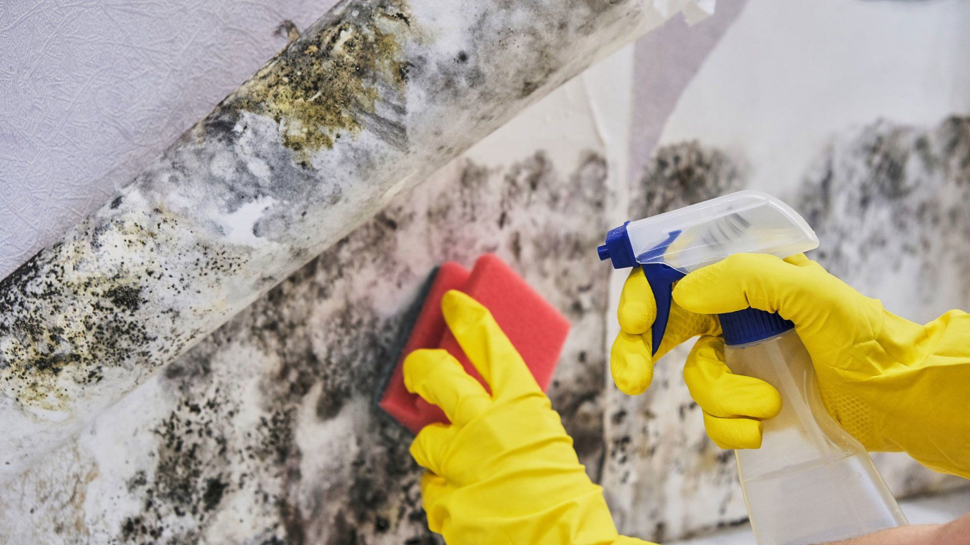 Cleaning Mold From Wall — Rogersville, TN — East Tennessee Pest Control